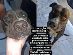 Cachorro raça Pit-Bull idade 2 anos nome Zeus