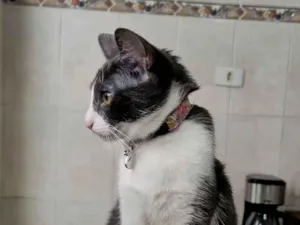 Gato raça SRD-ViraLata idade 2 a 6 meses nome Esdeath
