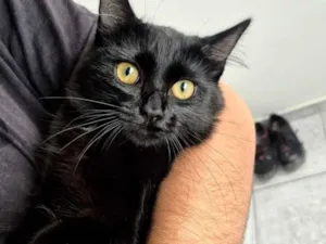 Gato raça SRD-ViraLata idade 2 a 6 meses nome Ravenna