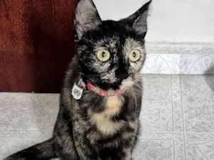 Gato raça SRD-ViraLata idade 2 a 6 meses nome Merida 