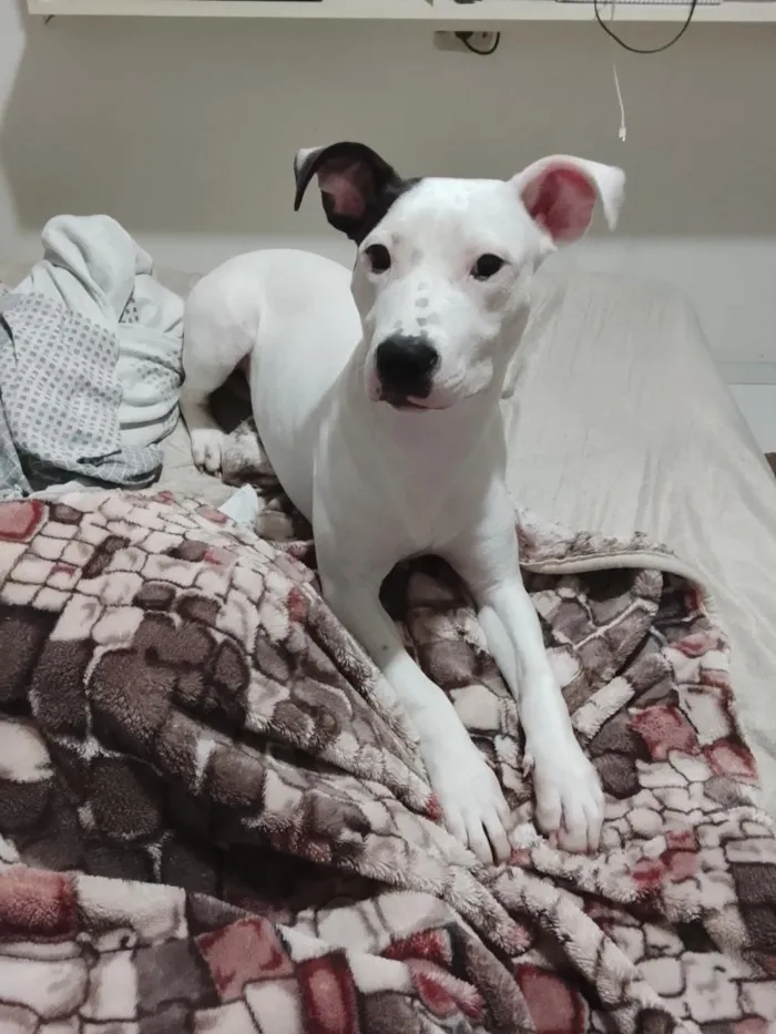 Cachorro raça Pit-Bull idade 2 a 6 meses nome Ravena