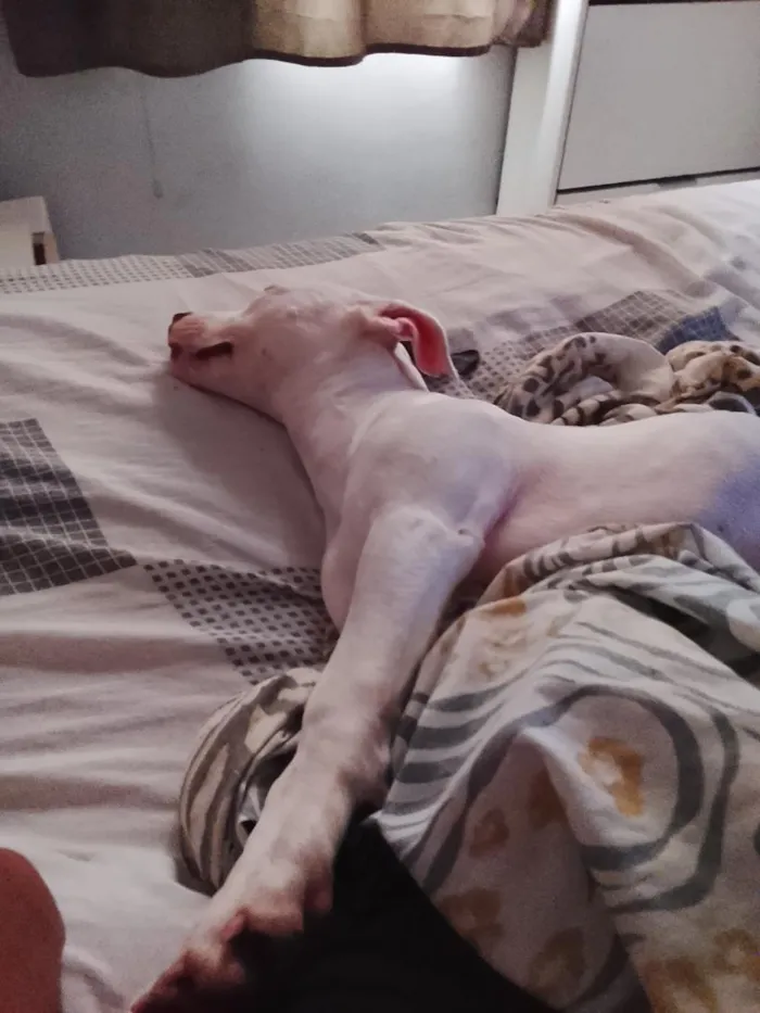 Cachorro raça Pit-Bull idade 2 a 6 meses nome Ravena