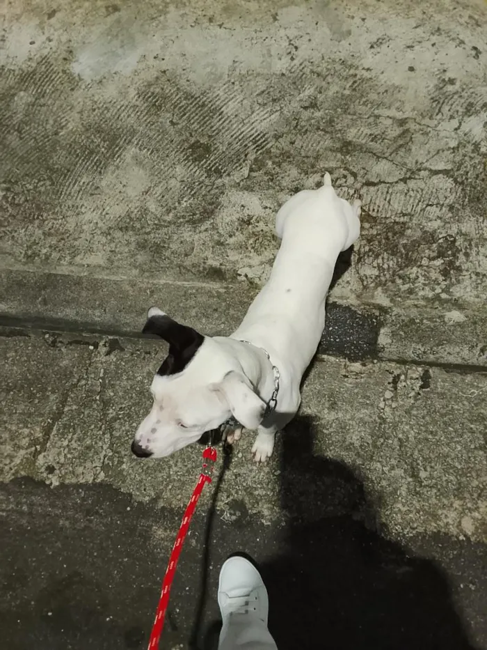 Cachorro raça Pit-Bull idade 2 a 6 meses nome Ravena