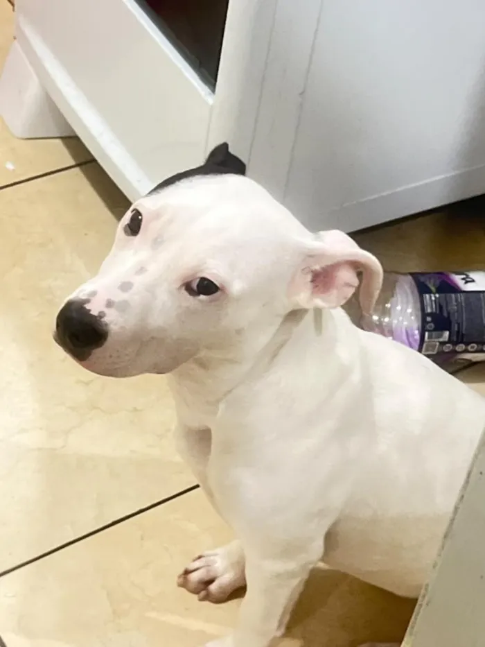 Cachorro raça Pit-Bull idade 2 a 6 meses nome Ravena