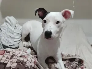 Cachorro raça Pit-Bull idade 2 a 6 meses nome Ravena