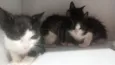 gatos 