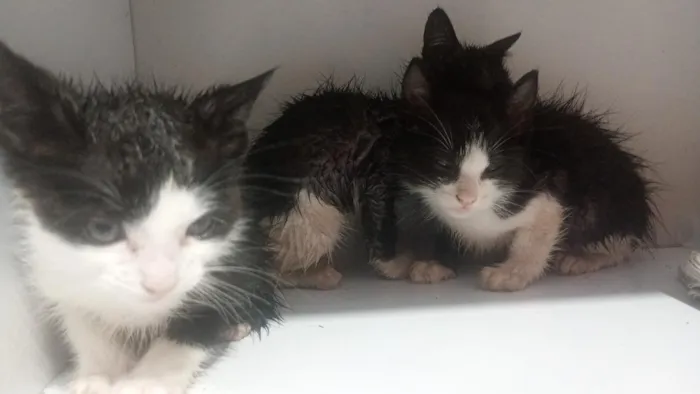 Gato raça SRD-ViraLata idade Abaixo de 2 meses nome gatos 