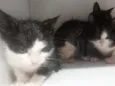 gatos 