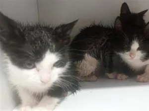 Gato raça SRD-ViraLata idade Abaixo de 2 meses nome gatos 
