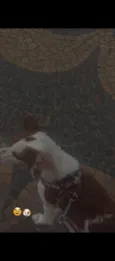 bob