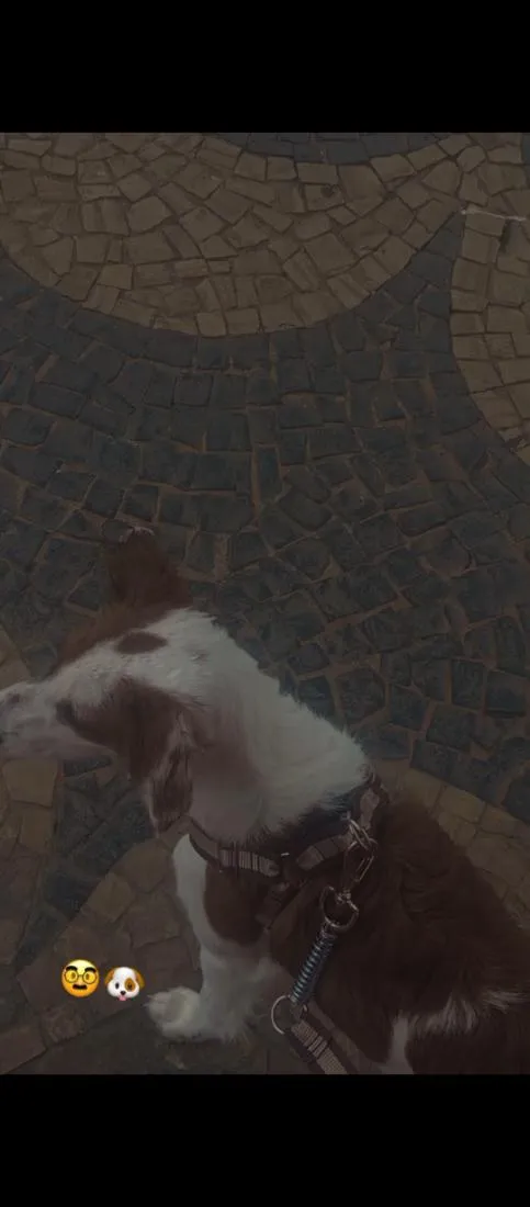 Cachorro raça Maltês idade 1 ano nome bob