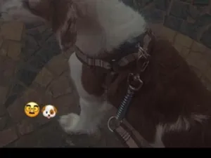 Cachorro raça Maltês idade 1 ano nome bob