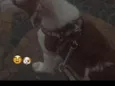 bob