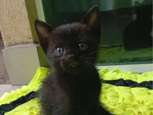Gato raça SRD-ViraLata idade Abaixo de 2 meses nome eles ainda não tem nome