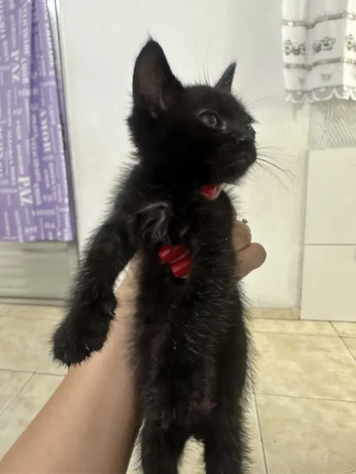 Gato raça SRD-ViraLata idade 2 a 6 meses nome Jorge