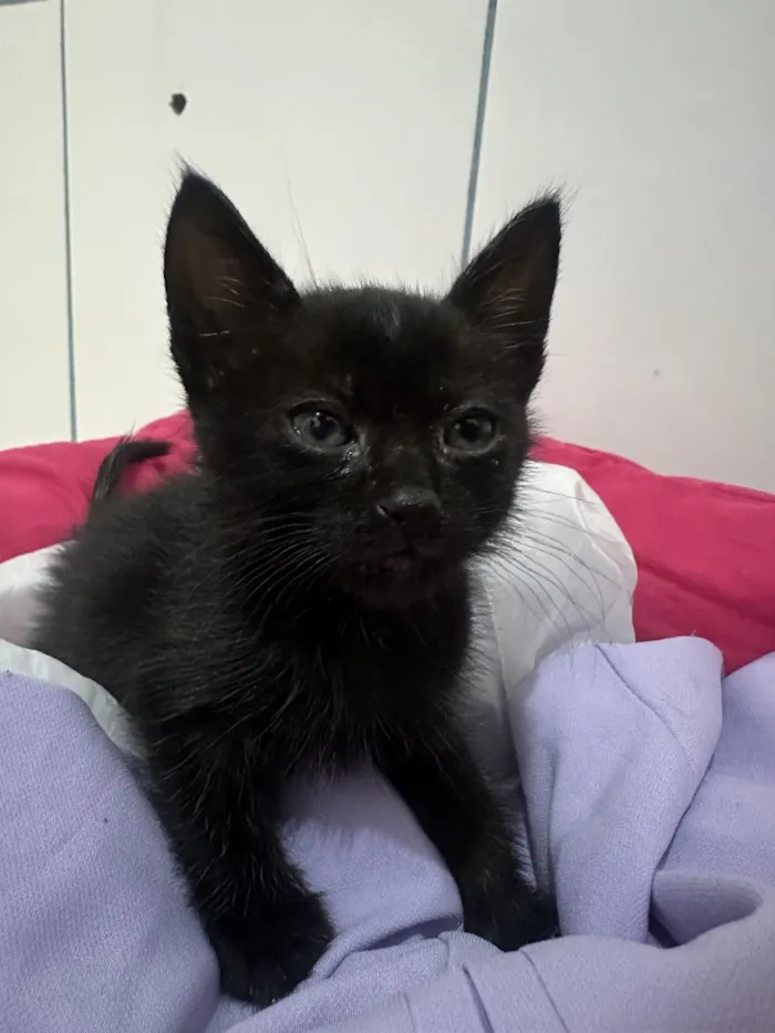 Gato raça SRD-ViraLata idade 2 a 6 meses nome Jorge