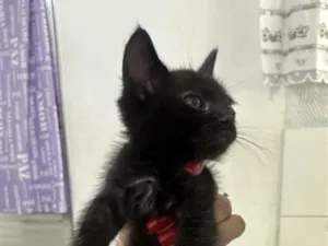 Gato raça SRD-ViraLata idade 2 a 6 meses nome Jorge