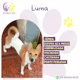 Luma