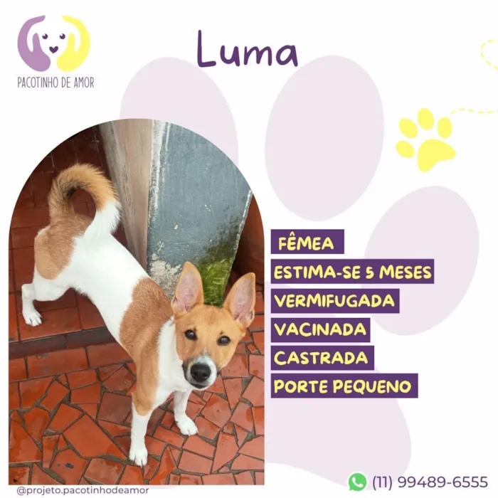 Cachorro raça SRD-ViraLata idade 2 a 6 meses nome Luma