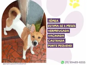 Cachorro raça SRD-ViraLata idade 2 a 6 meses nome Luma