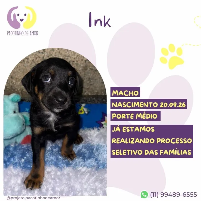 Cachorro raça SRD-ViraLata idade Abaixo de 2 meses nome Ink