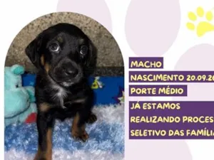 Cachorro raça SRD-ViraLata idade Abaixo de 2 meses nome Ink