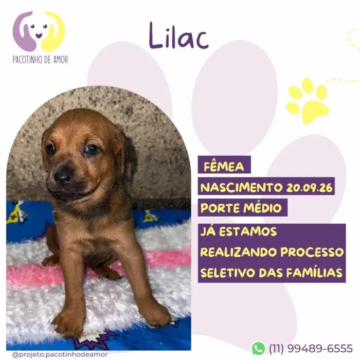 Cachorro raça SRD-ViraLata idade Abaixo de 2 meses nome Lilac
