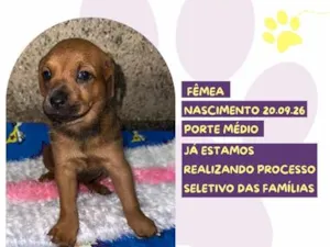 Cachorro raça SRD-ViraLata idade Abaixo de 2 meses nome Lilac
