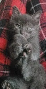 Gato raça SRD-ViraLata idade Abaixo de 2 meses nome princesa
