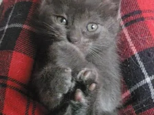 Gato raça SRD-ViraLata idade Abaixo de 2 meses nome princesa
