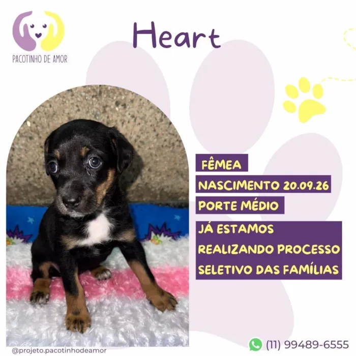 Cachorro raça SRD-ViraLata idade Abaixo de 2 meses nome Heart