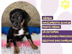 Cachorro raça SRD-ViraLata idade Abaixo de 2 meses nome Heart