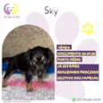Sky