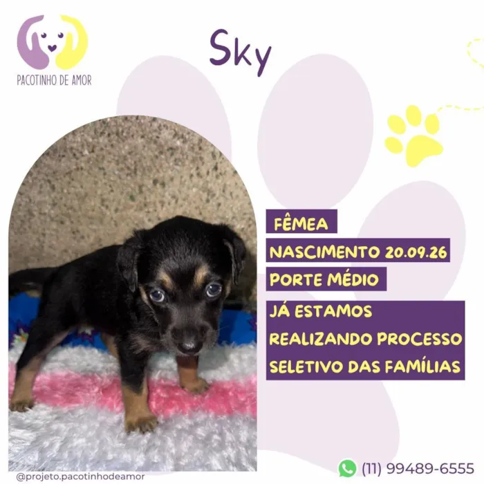 Cachorro raça SRD-ViraLata idade Abaixo de 2 meses nome Sky