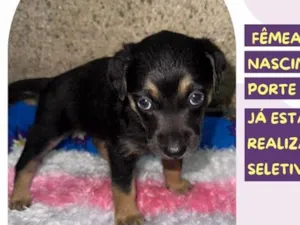 Cachorro raça SRD-ViraLata idade Abaixo de 2 meses nome Sky