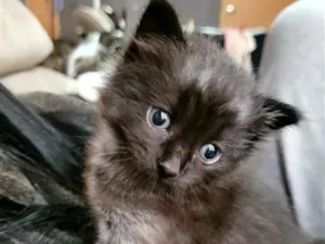 Gato raça SRD-ViraLata idade Abaixo de 2 meses nome Ursula