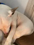 Laika