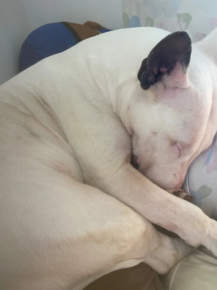 Cachorro raça SRD-ViraLata idade 5 anos nome Laika