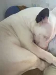 Laika