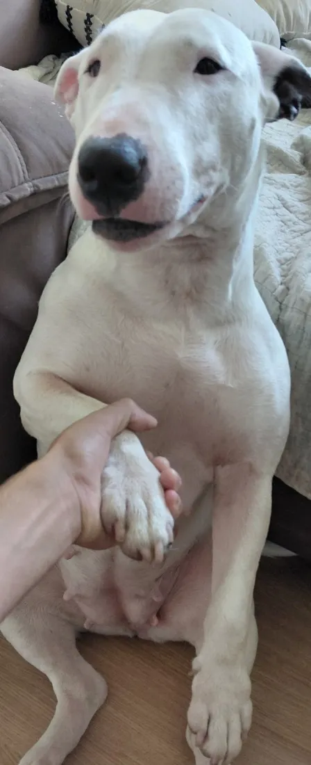Cachorro raça SRD-ViraLata idade 5 anos nome Laika