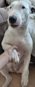 Laika