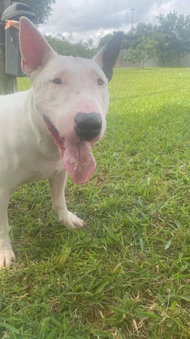 Cachorro raça SRD-ViraLata idade 5 anos nome Laika