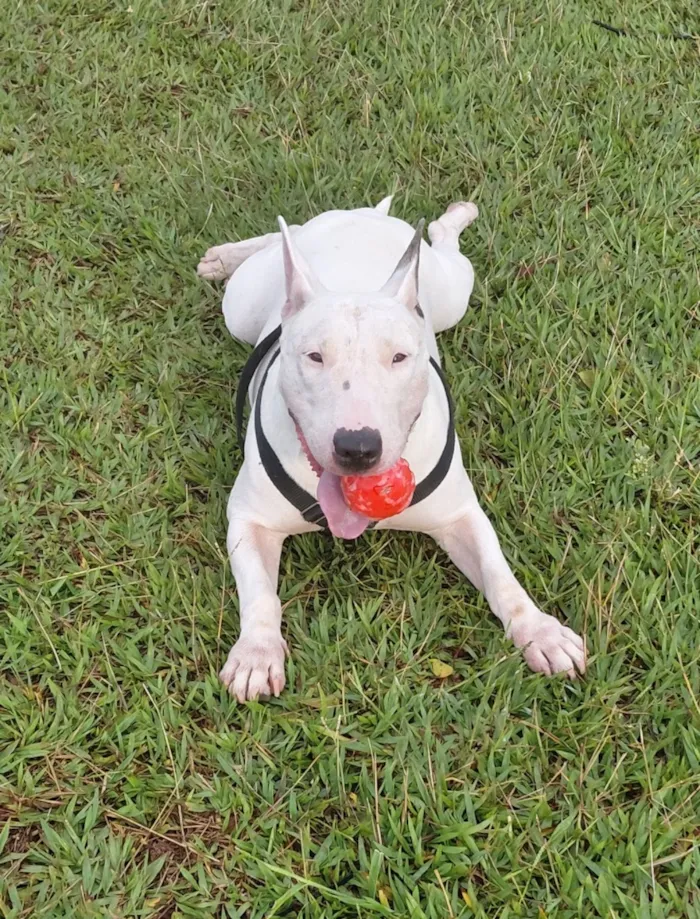 Cachorro raça SRD-ViraLata idade 5 anos nome Laika