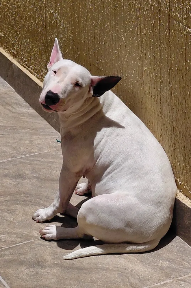 Cachorro raça SRD-ViraLata idade 5 anos nome Laika