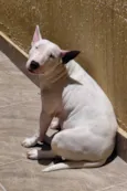 Laika