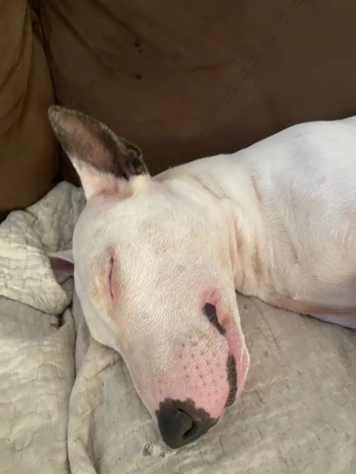 Cachorro raça SRD-ViraLata idade 5 anos nome Laika