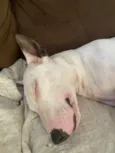 Laika