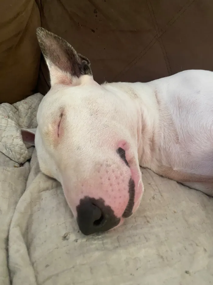 Cachorro raça SRD-ViraLata idade 5 anos nome Laika