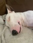 Laika
