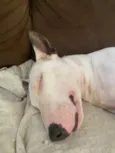 Laika